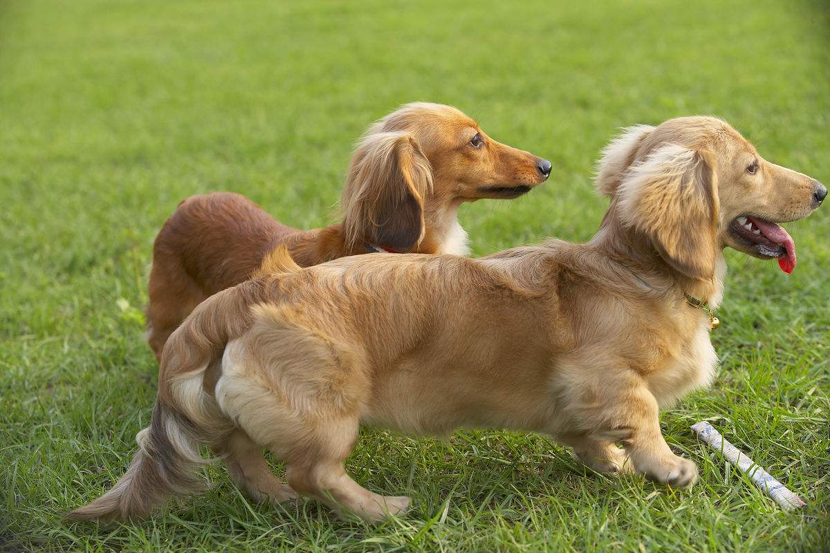 贝加马斯卡犬聪明忠诚,你想养一只吗