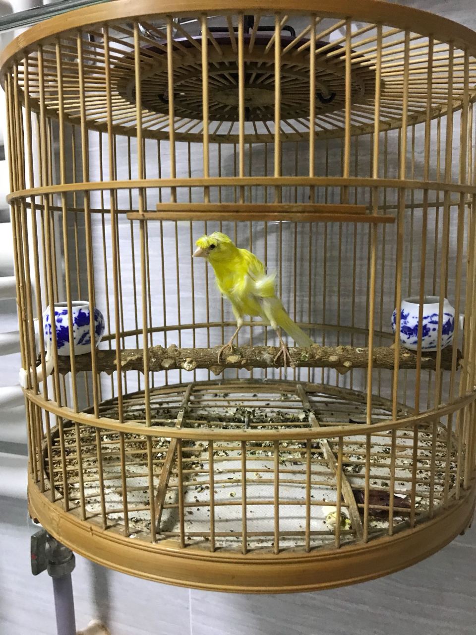 每日打卡# 芙蓉鳥成鳥如何分辨公母?