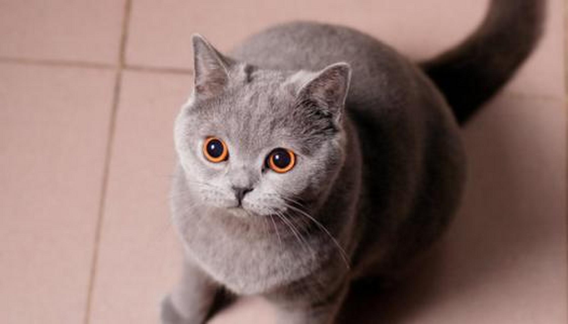 七夕晒萌宠,要撒就撒真狗粮#英国短毛猫:这只猫是一种英国短毛和庸