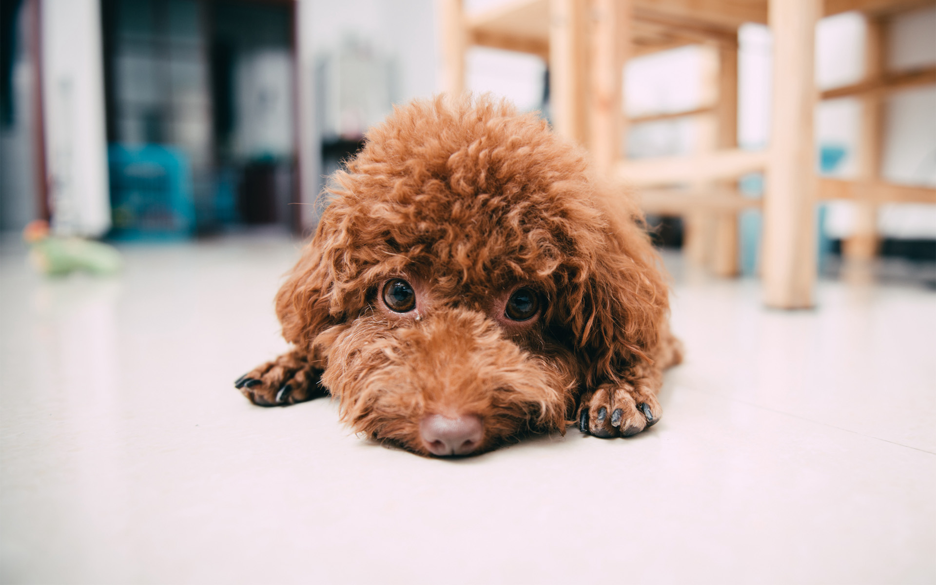 泰迪犬的几种怪异行为,其含义只有宠主知道,没养过的不能理解!