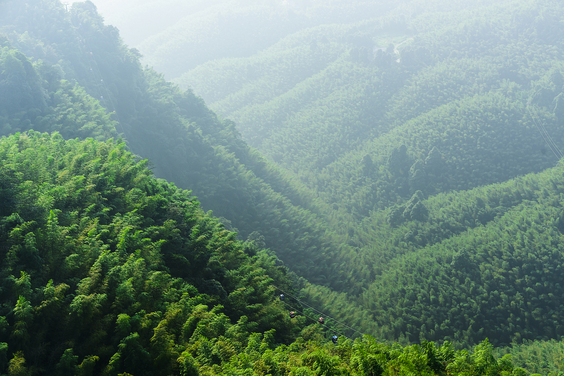 茶山竹海景区图片