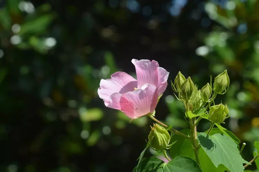 秋木花的花语图片