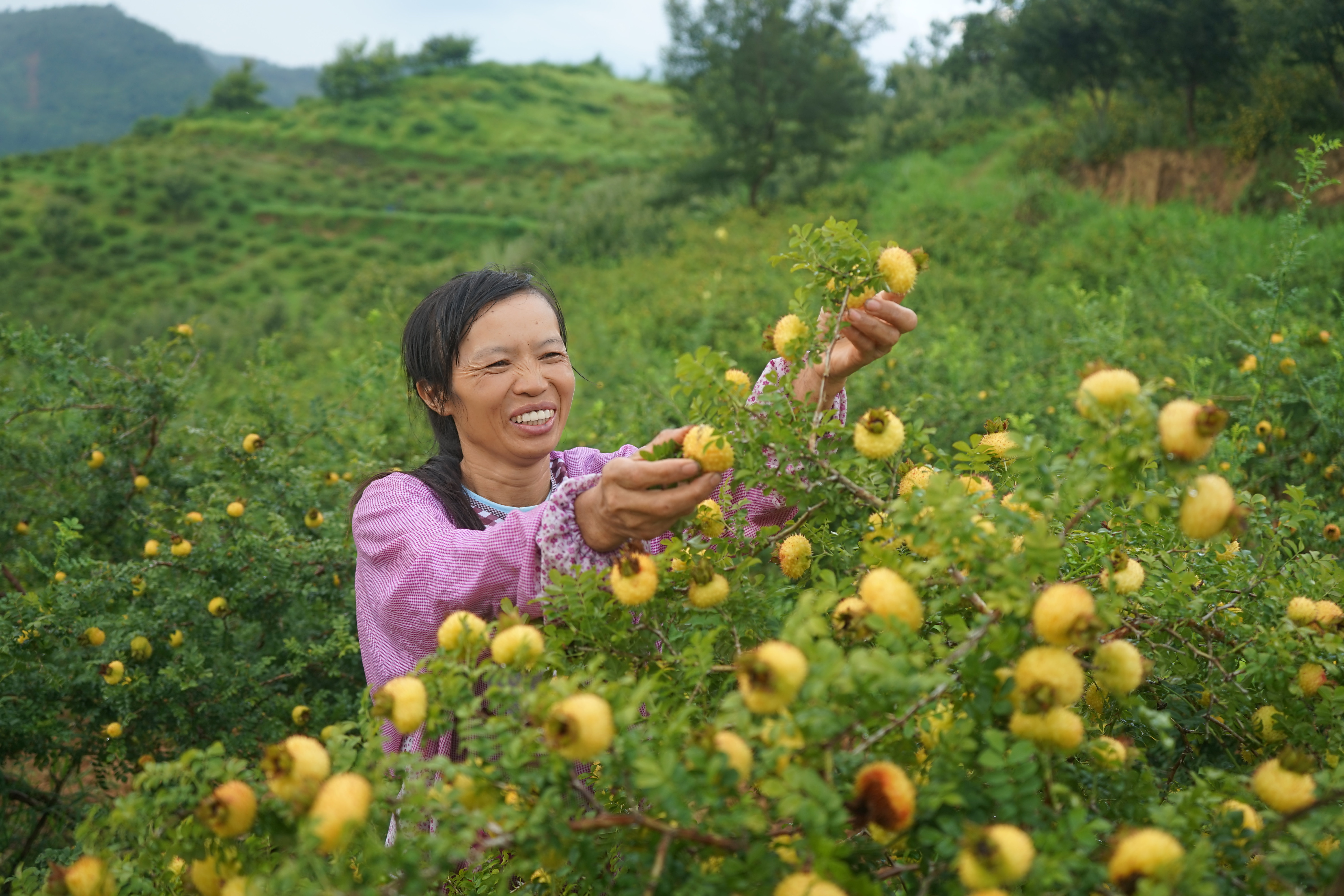 贵州刺梨多少钱1斤? - 2020年最新商品信息聚合专区 - 百度爱采购