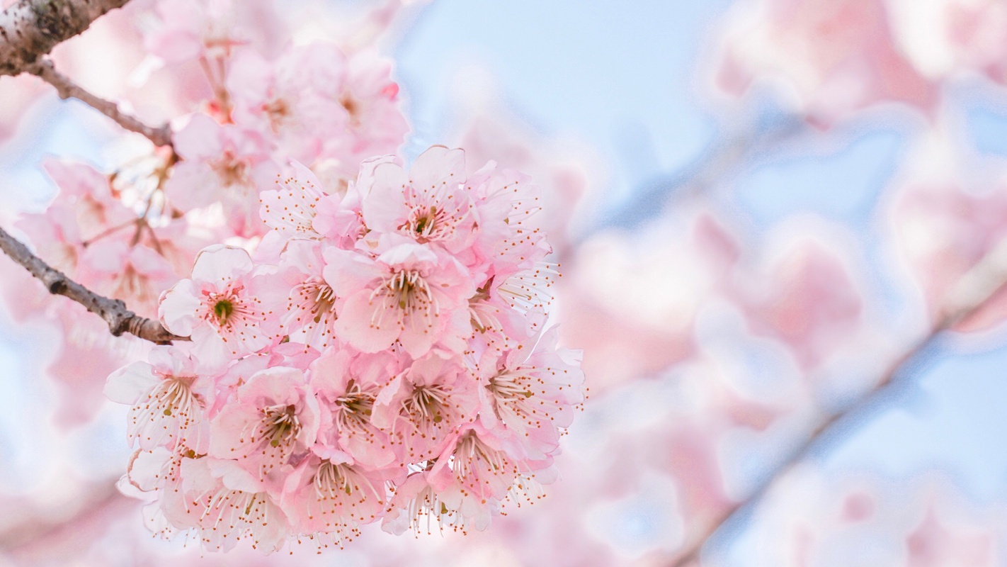 景色风光,淡粉的樱花