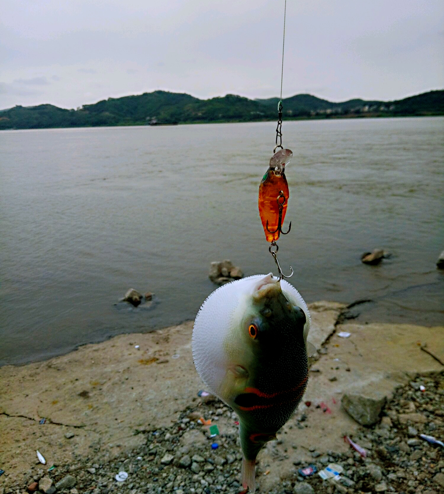 路亚钓法喜获河豚两条,朋友戏谑:肥嘟嘟的,真想捏爆它