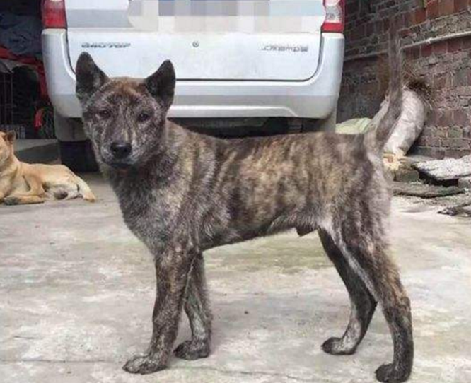 它曾是乾隆的御用犬,今已濒临灭绝!你知道它吗?