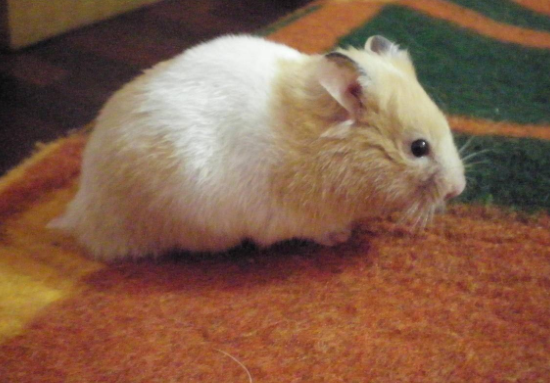 飼養熊類倉鼠可和飼養侏儒倉鼠不同,在飼養前需要做好心理準備