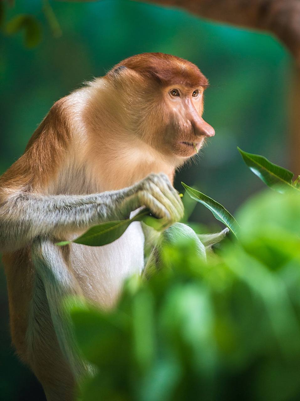 珍稀动物(rare animal)是在自然界较为稀有和珍贵的动物.