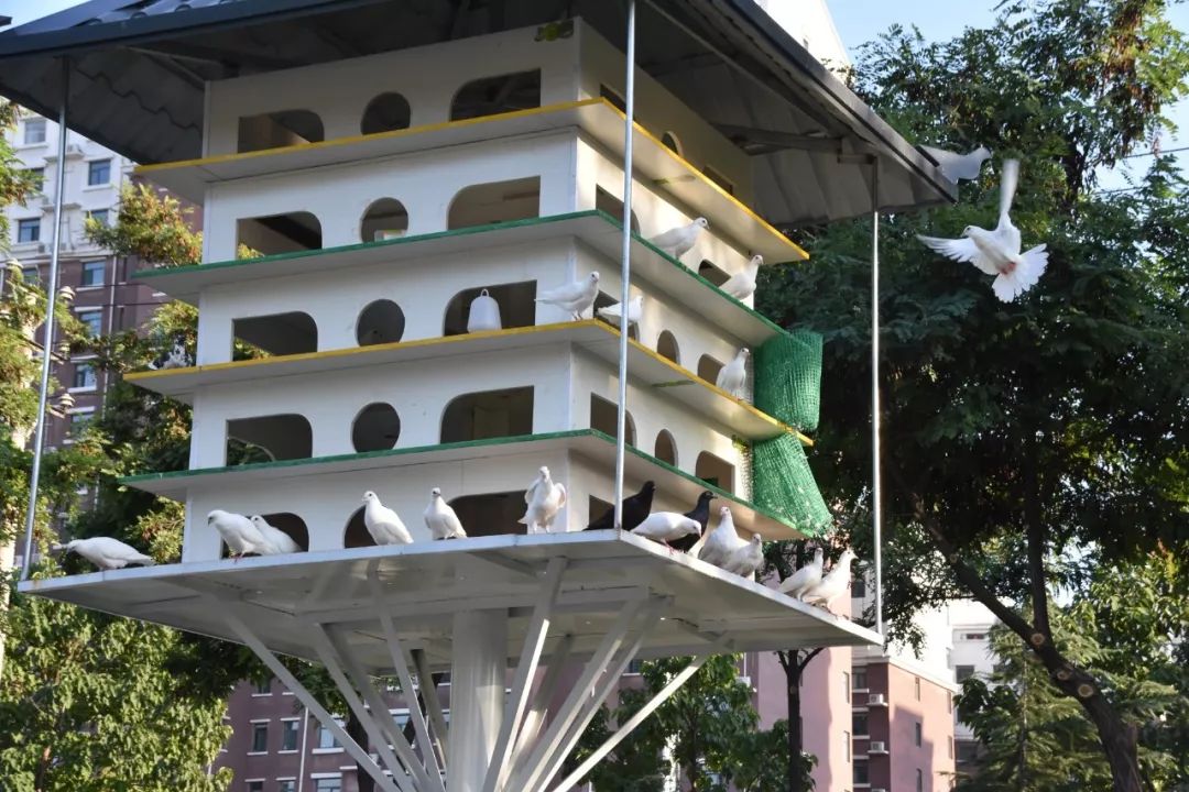 "空中鸽楼"真靓!平安公园又添一景!