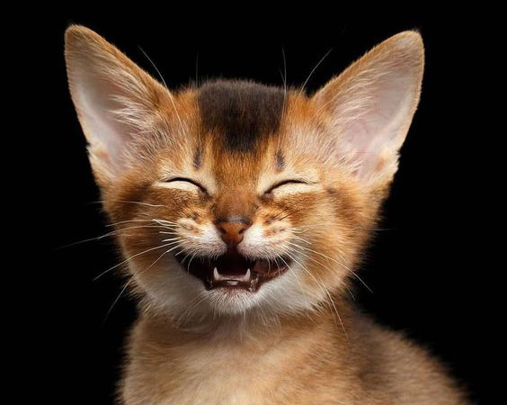 没想到动物笑起来这么可爱