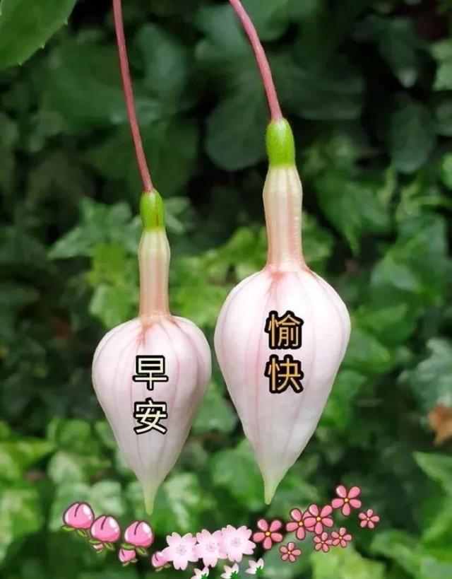 冬季早安正能量经典语录说说,最新漂亮早上好美图