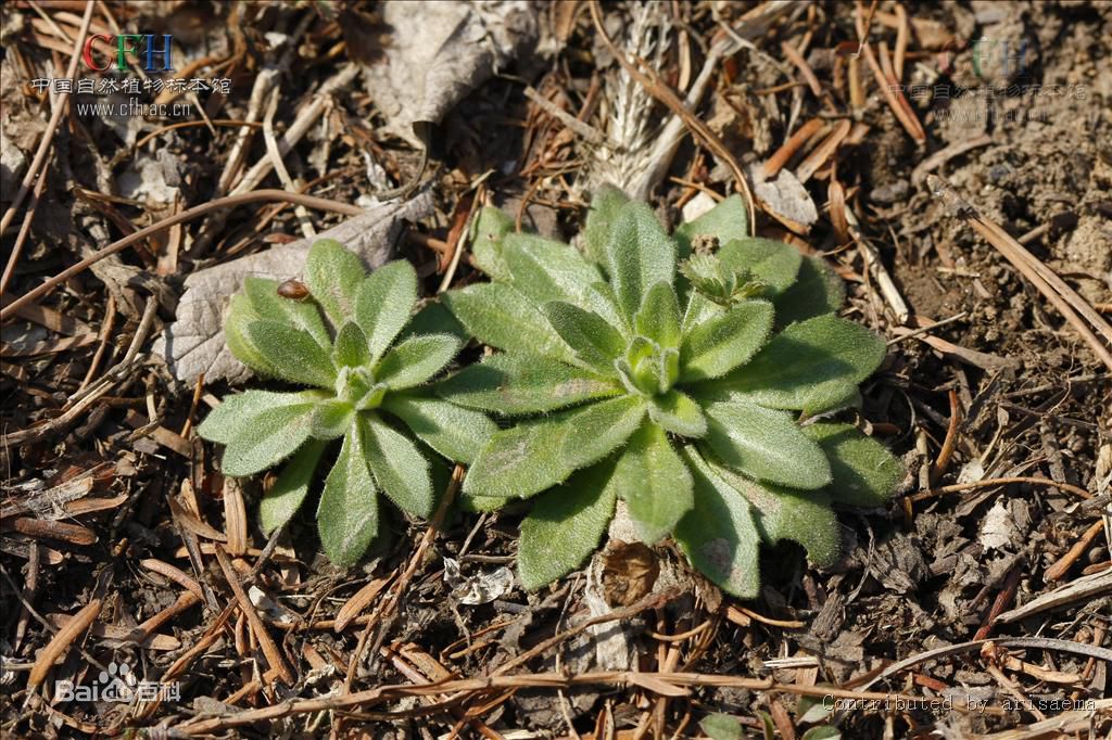 葶苈的花语和传说