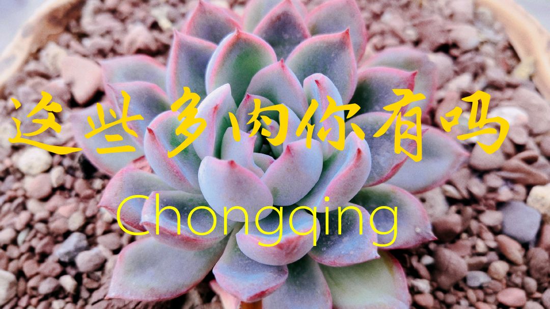 一组多肉图片,看看有你认识的吗?