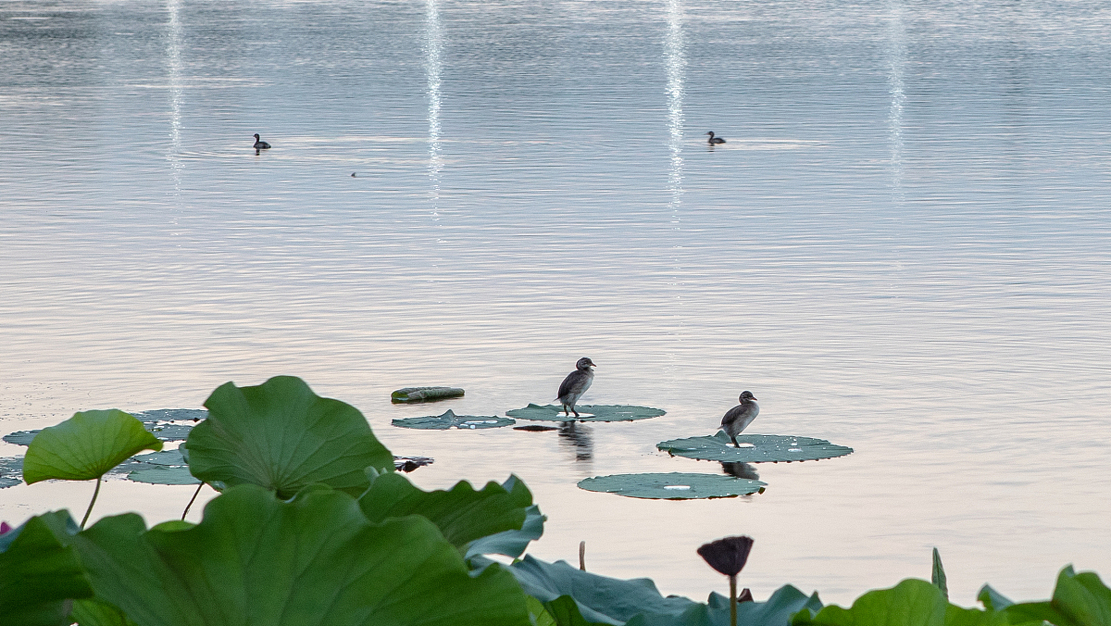 哎呀,说起辽宁铁岭的莲花湖湿地公园,#动态夏日征集令# 那可是个国家