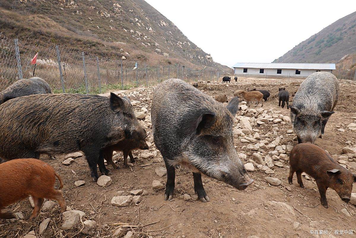 猪配种 - 热门商品专区