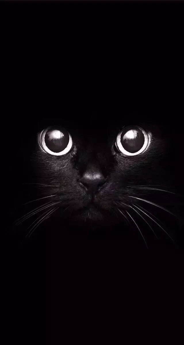 黑猫图片壁纸竖屏图片