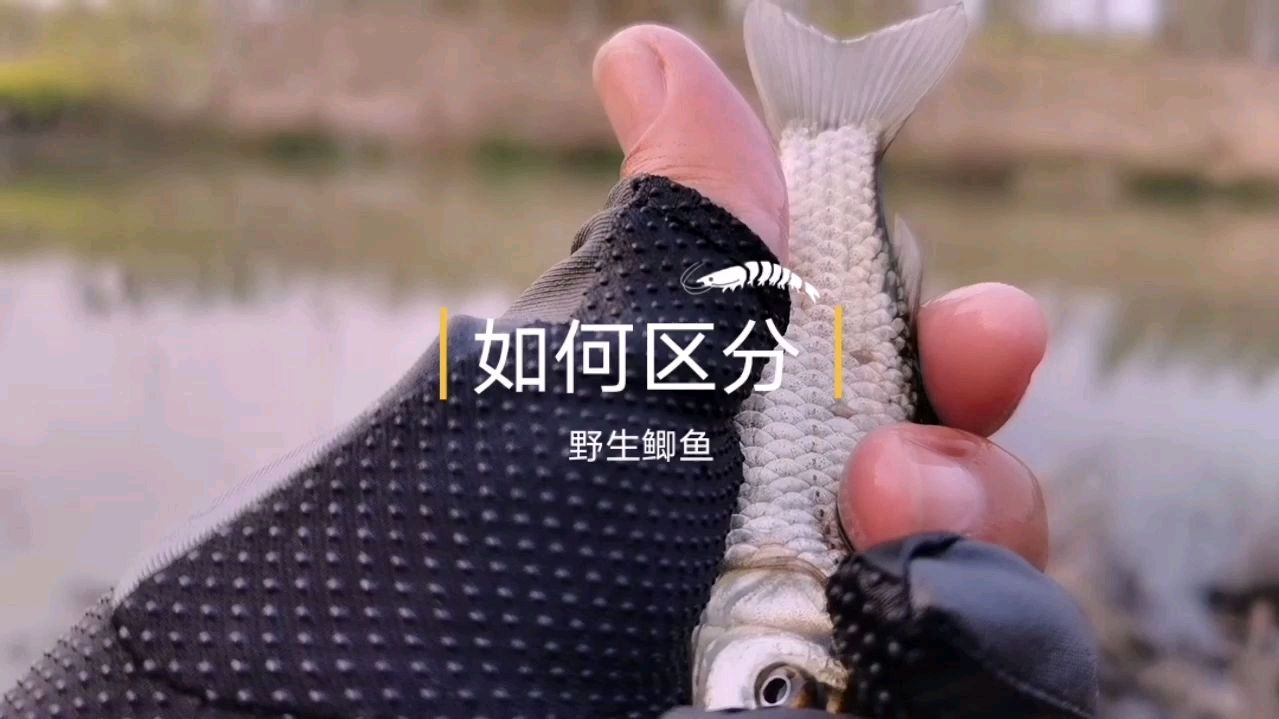 野钓:原来野生鲫鱼是这样区分的,大多数钓友都这样说