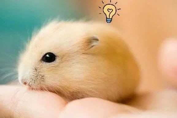 新手必看,萌萌的仓鼠原来这样养才不容易死!