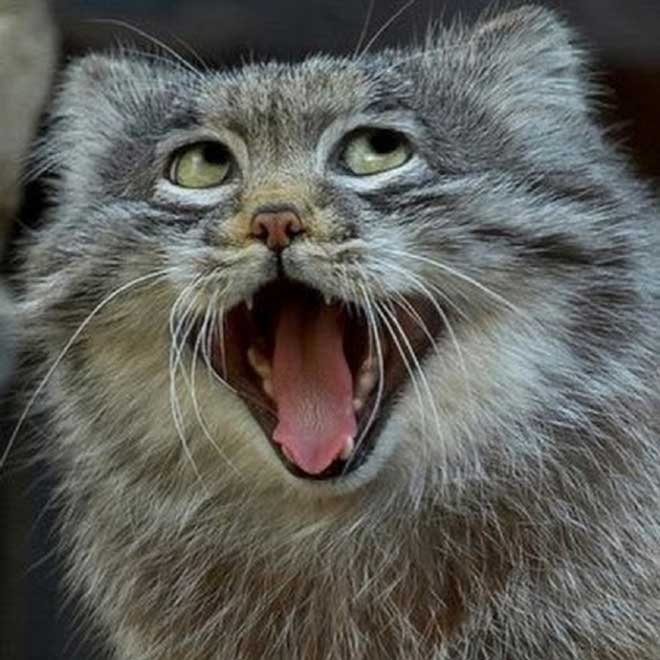 表情最丰富的动物——兔狲