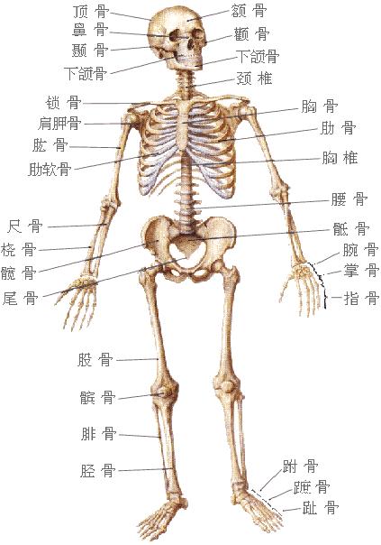 你对你的骨头了解吗?不了解赶紧看下面几点