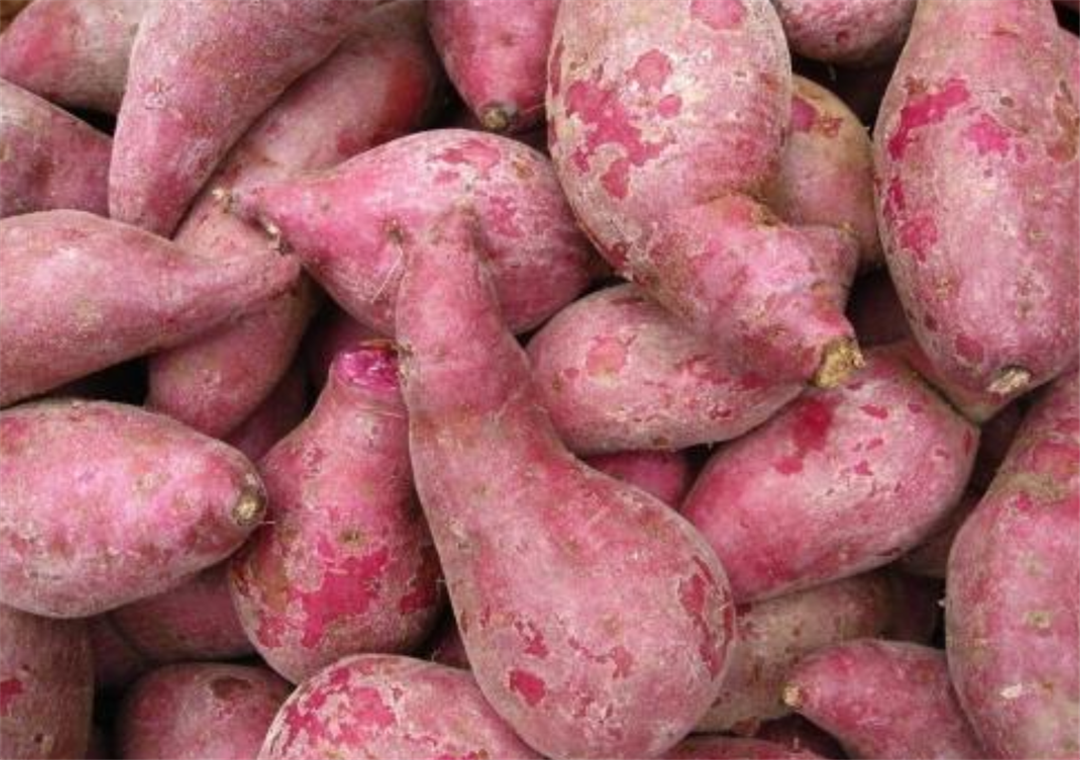 农业技巧天天看:怎样无土栽培红薯?怎样提高它的产量?