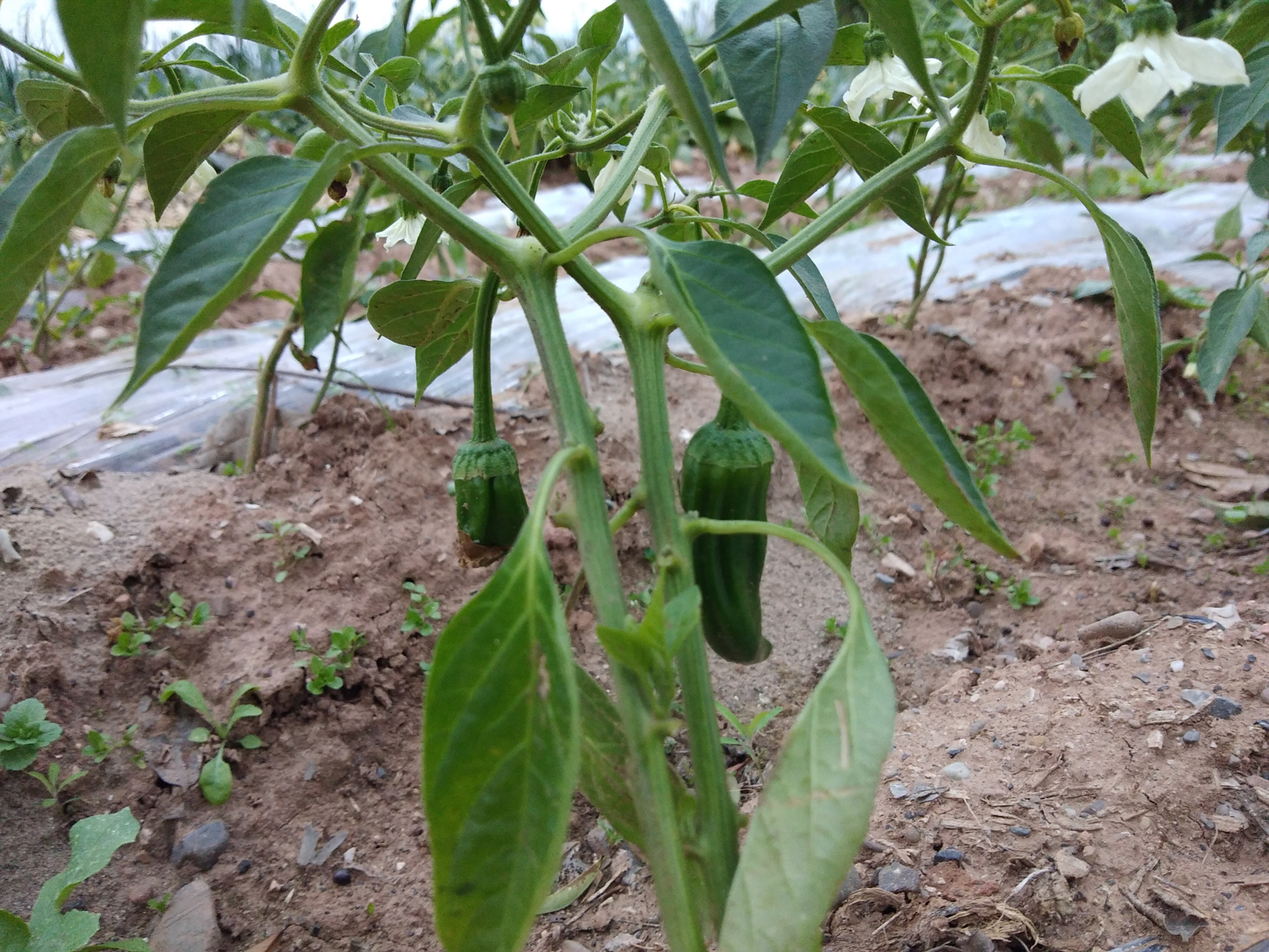 辣椒幼苗不长是什么原因?该怎么办?