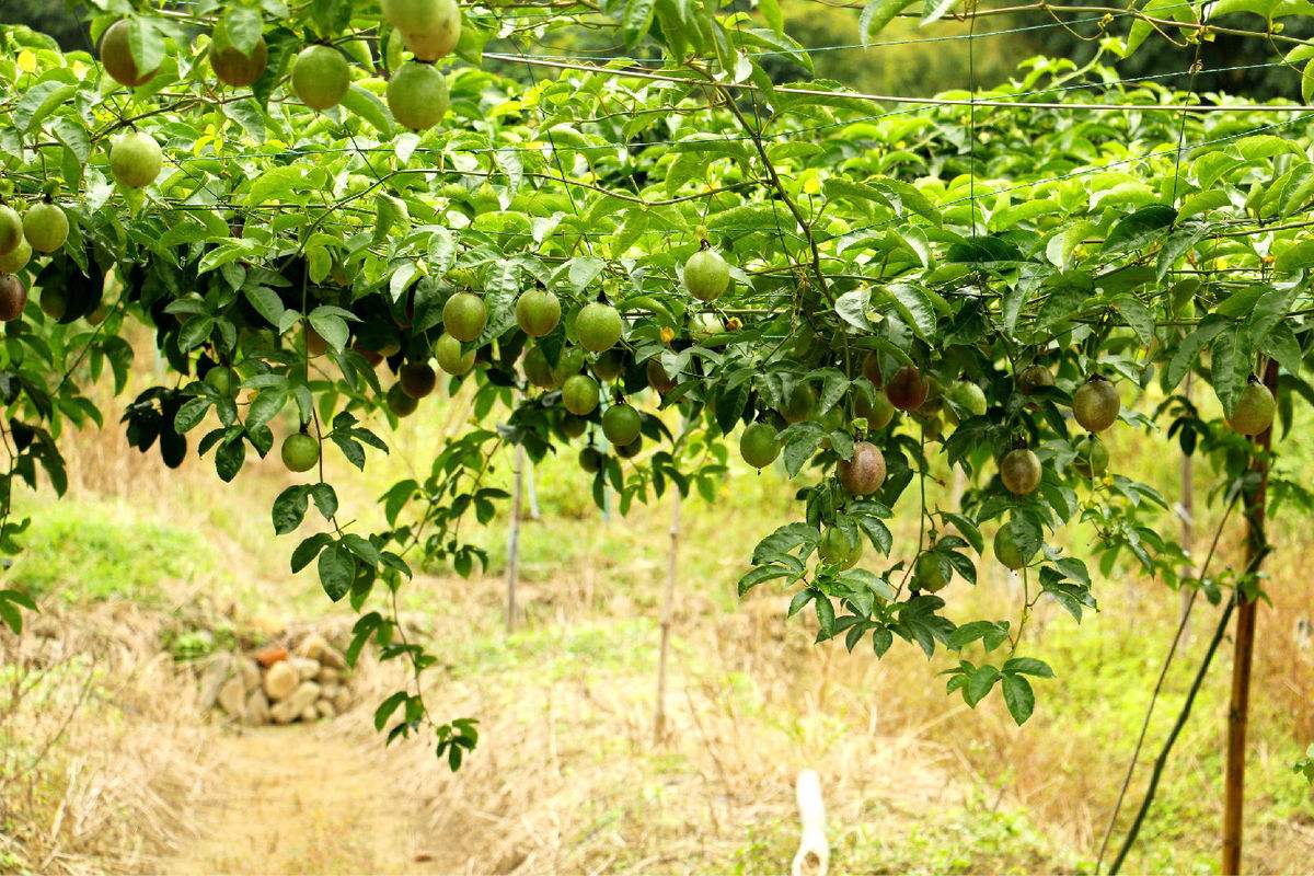发展潜力大的百香果,种植起来却不简单,更要掌握这4个种植条件