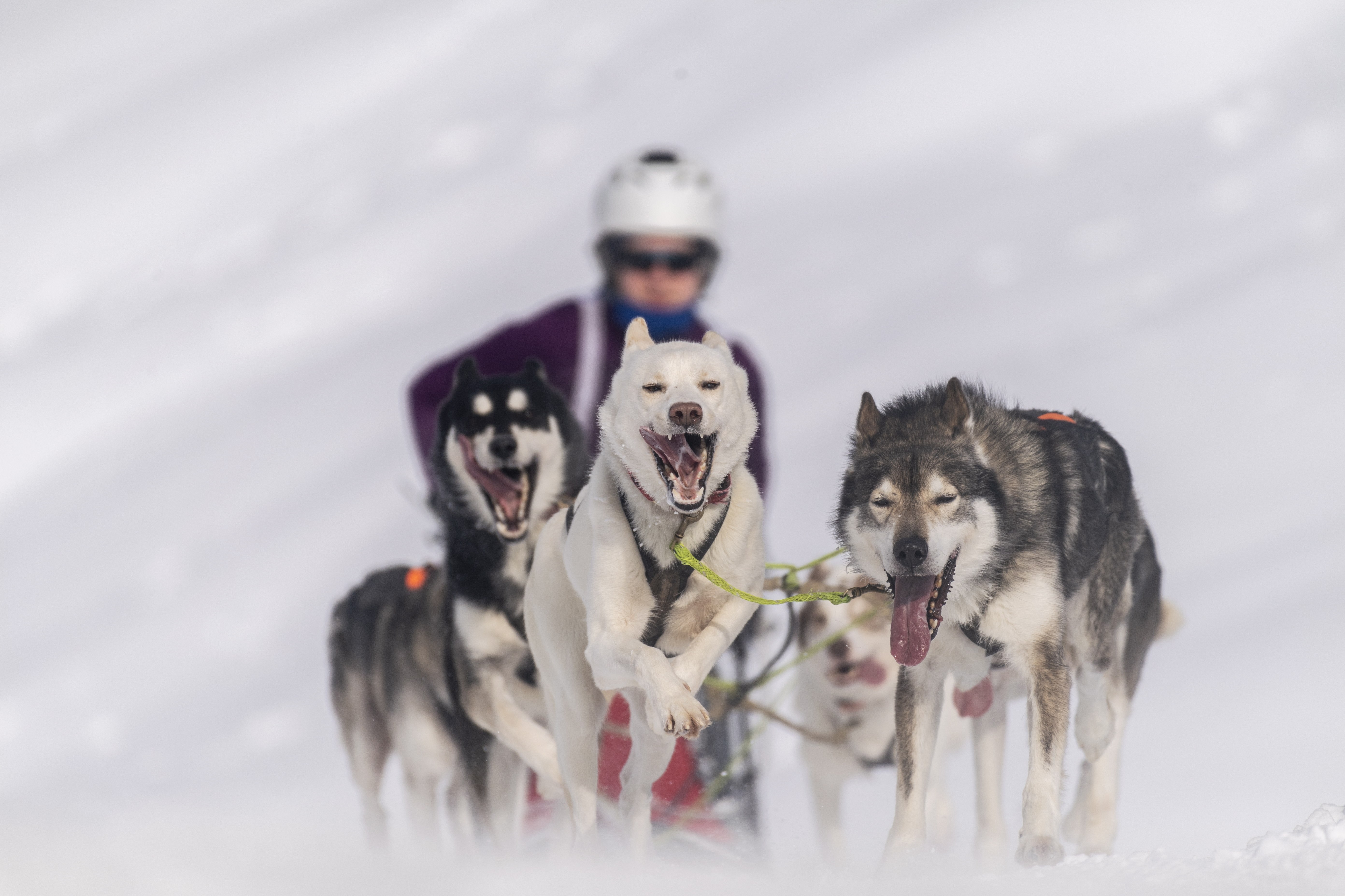 奥地利举行狗拉雪橇锦标赛(3)