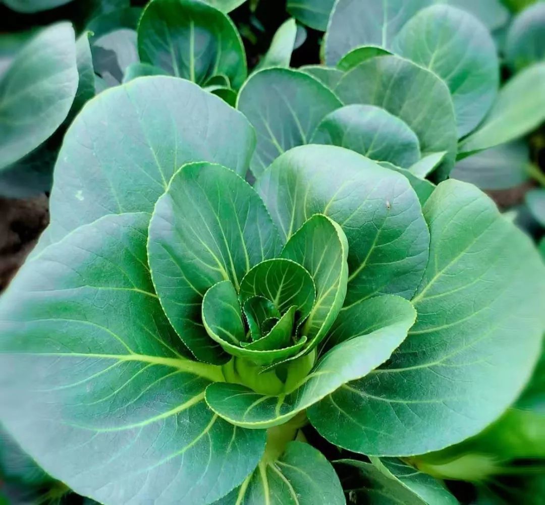 初冬好滋味!浦东今年头茬草莓和矮脚青上市啦