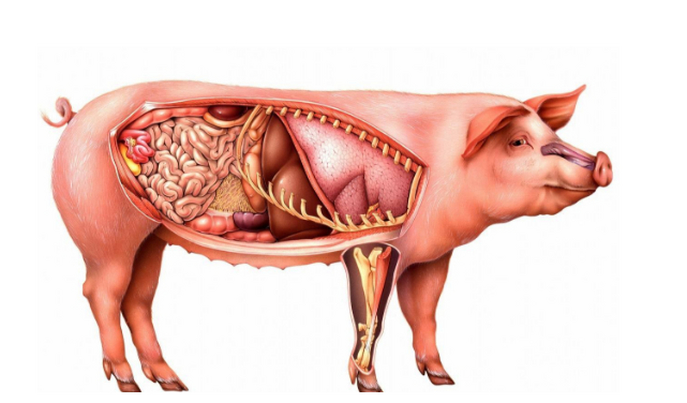 2018年度神动态#猪身上"这些器官",可能是健康的"隐患",你还将其当