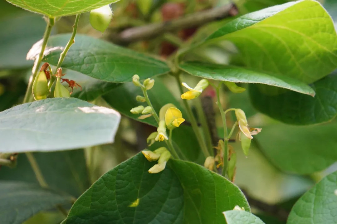 鹿藿,来涂个口红