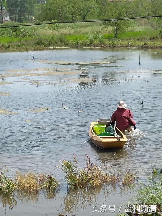 辛苦忙碌的捞虾女