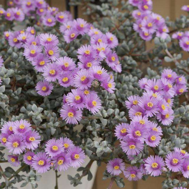 花开靓丽赛菊花的多肉"白凤菊",其实好养的很!