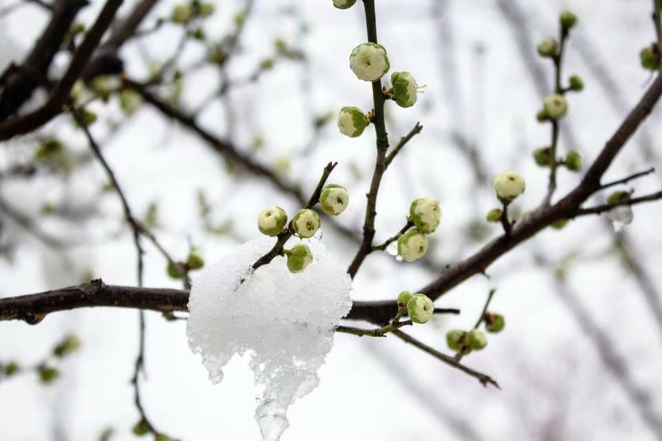 世间千般风景万种情,有几番可以胜过笑傲天地间的梅雪相映?