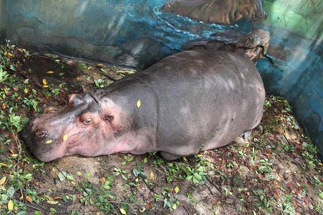 肯尼亚湖畔遭河马攻击 台湾游客1死1伤