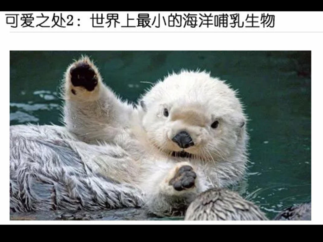 海洋里最可爱的小动物 网友:能养一只吗?