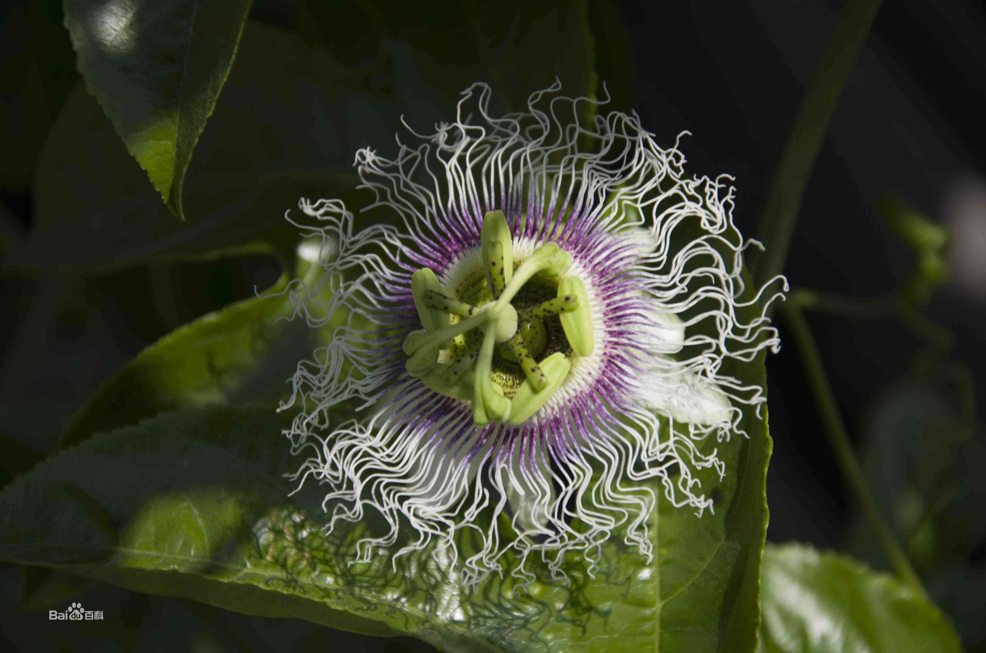 西番莲别称受难果,巴西果,藤桃,热情果,转心莲,西洋鞠