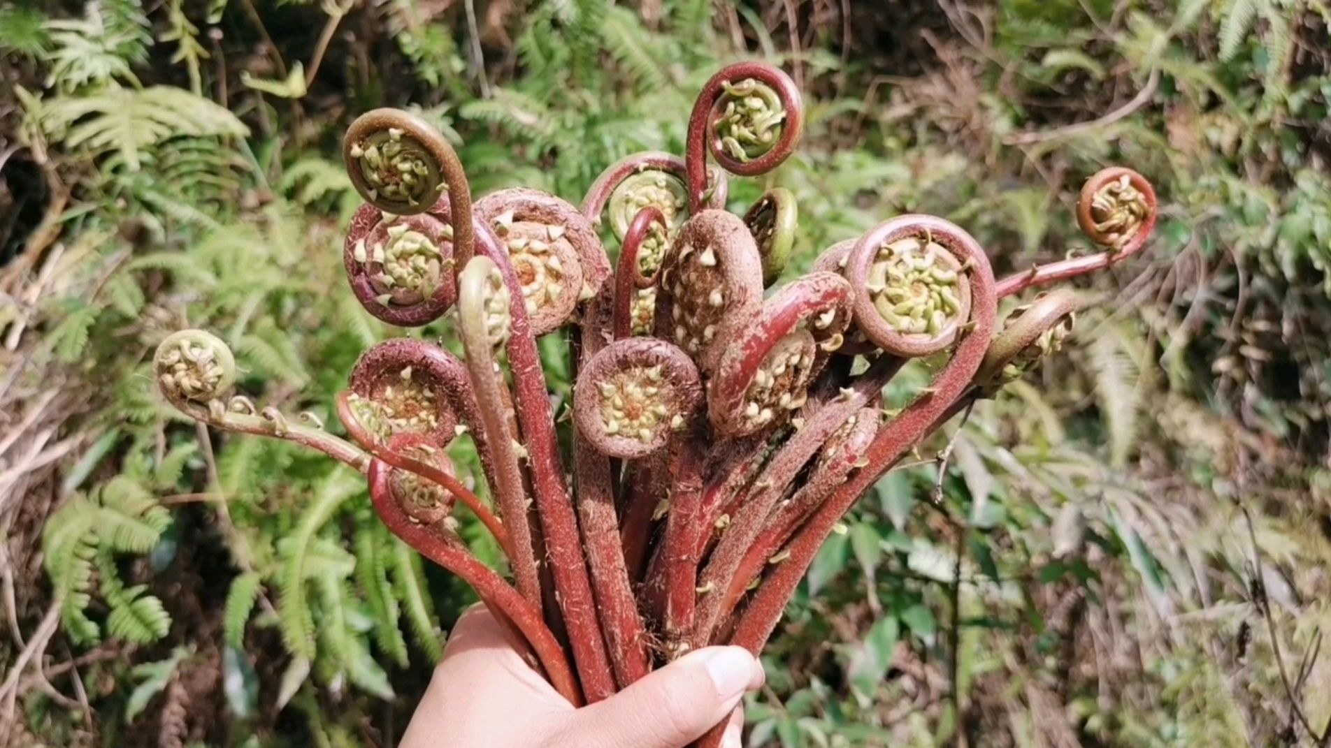 蕨菜有很多种,这种你吃过吗?