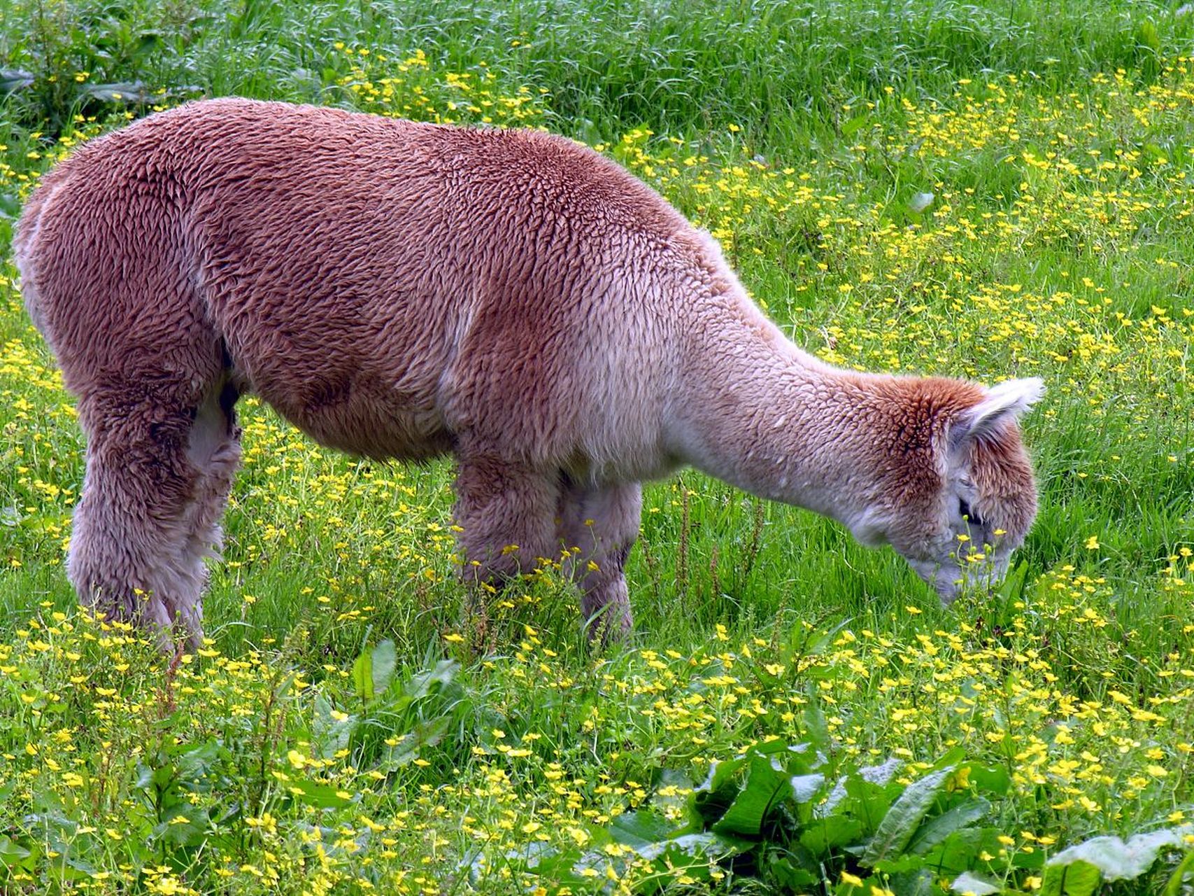 羊驼性情温驯伶俐,除野生种外,还有相当数量的驯良种,被印第安人广泛
