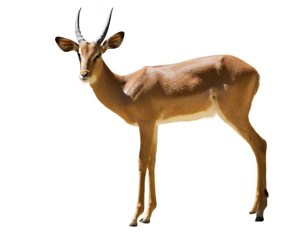 走进高角羚,感受高角羚带来的独特魅力