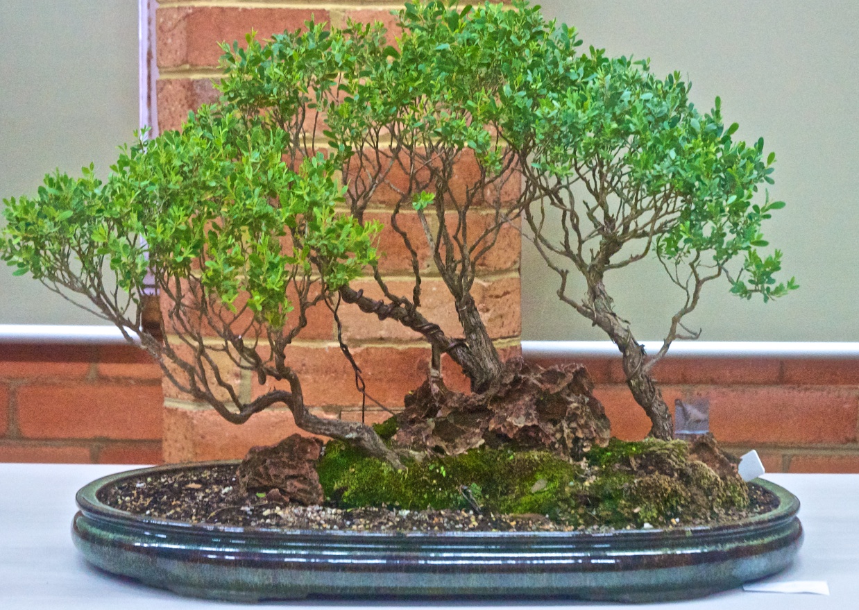 盆景欣赏:看这发白的树桩和密实的树叶越显得它苍健俊逸