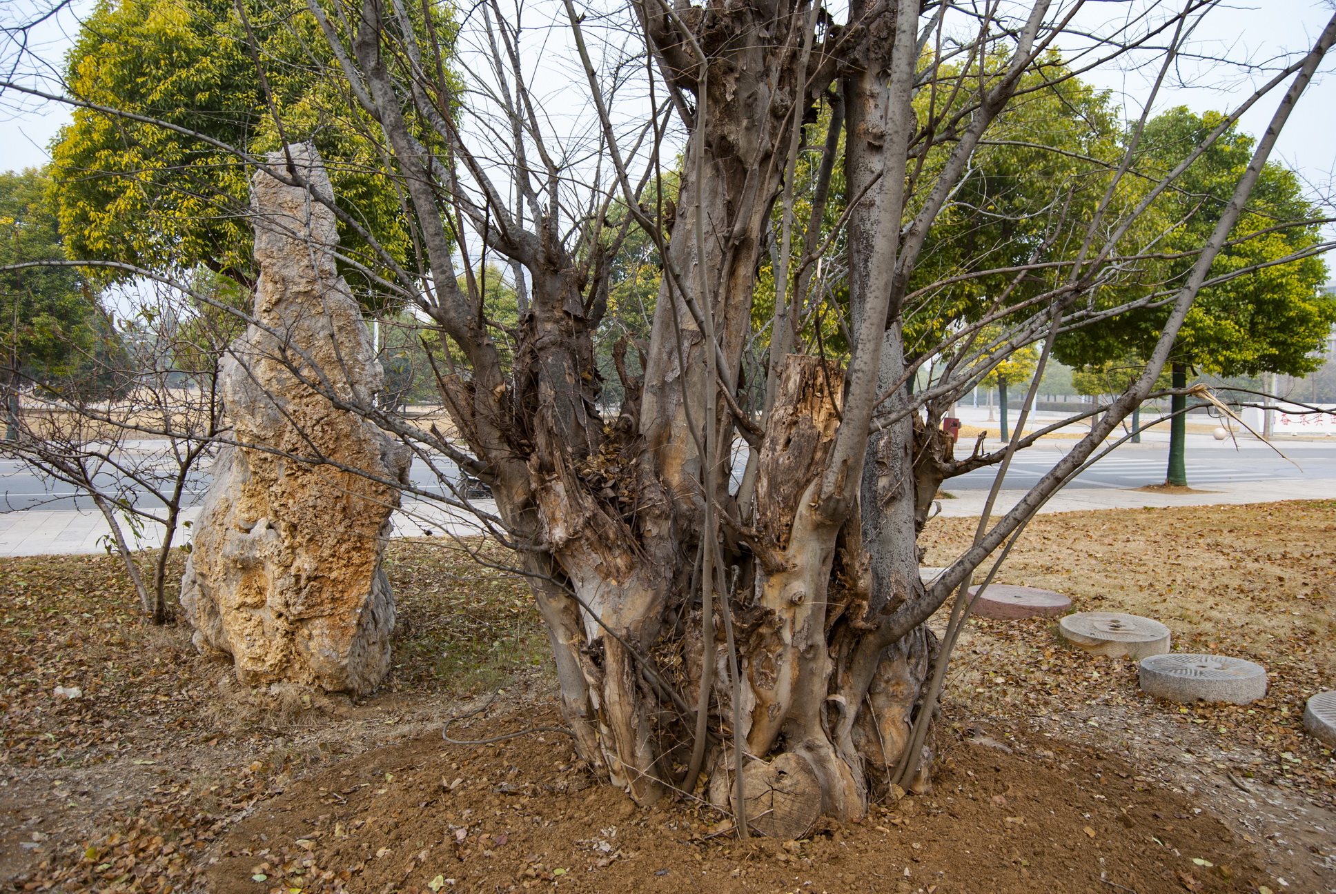 徐州校园内有一口130余年古井,周边还有千余年青檀树,极为少见