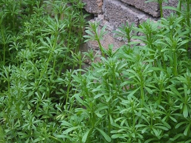 八卦草草药图片大全图片