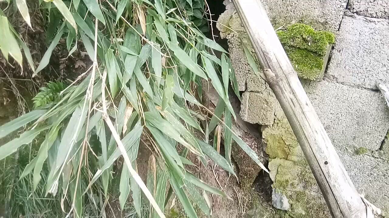 农村自家乌骨鸡产的蛋,产蛋的地方选择的太隐蔽了!