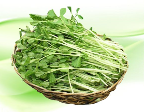 美食:豌豆芽,能让面部的黑色素尽快消散,可以起到美白作用!