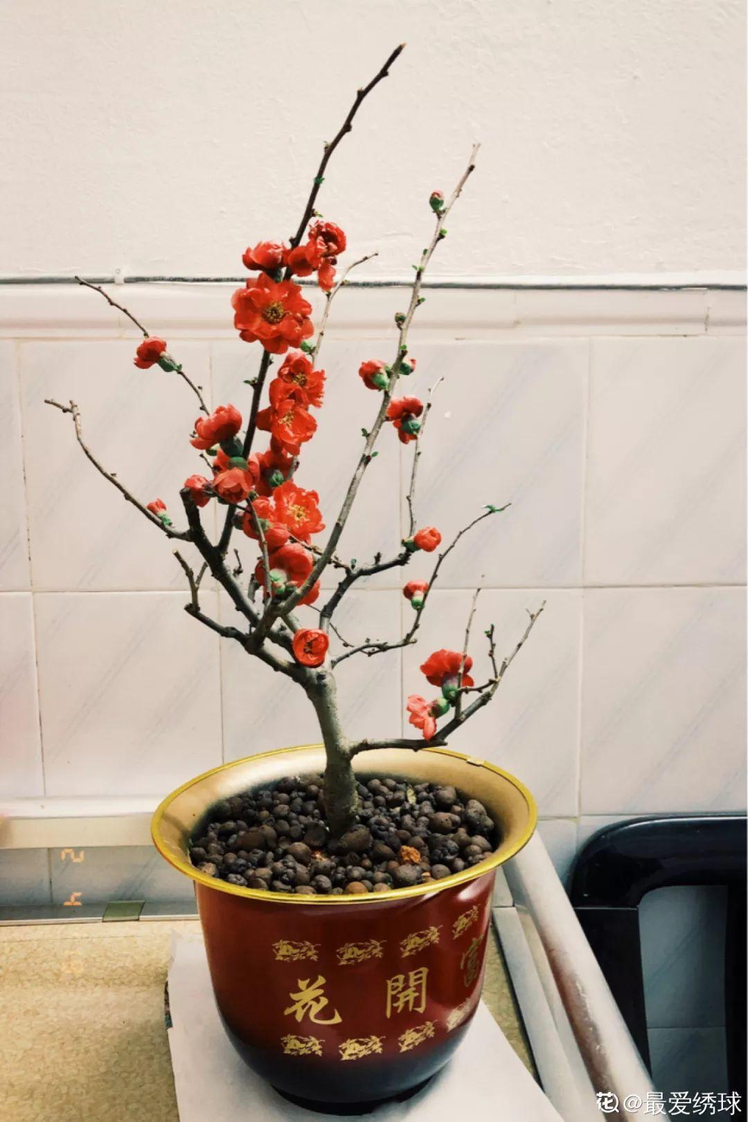 冬天养5种梅花,冰天雪地也在开,香味飘满屋!