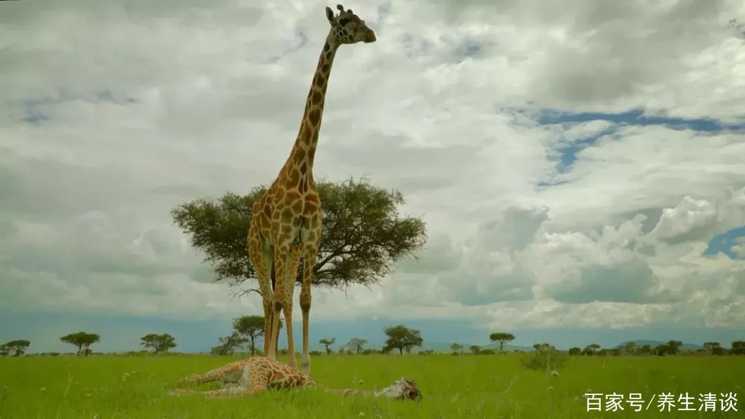 上帝塞伦盖蒂 baijiahao.baidu.com