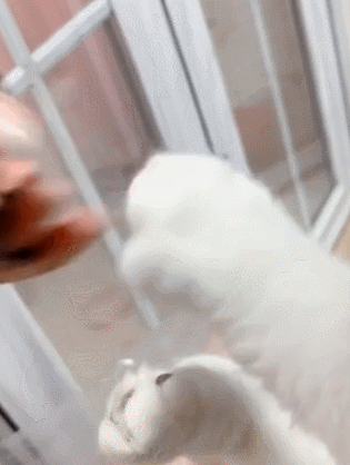 宠主给猫咪剪指甲,看到它伸出的爪子后,网友:这是假猫