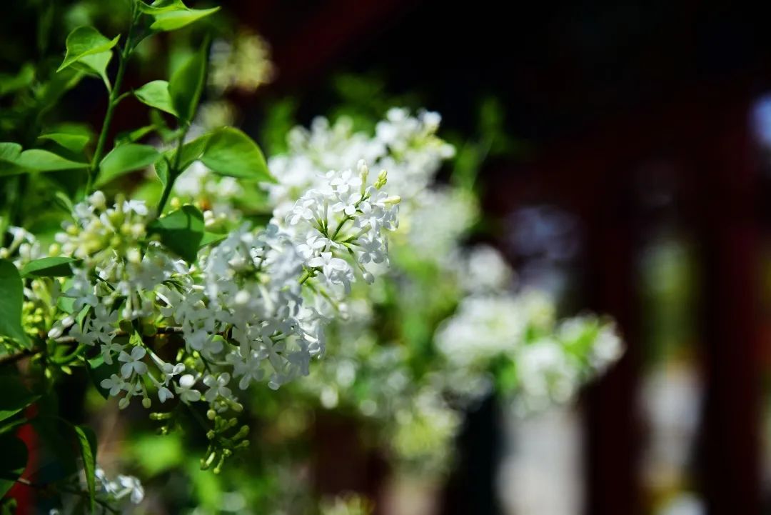 春有百花秋有月壁纸图片