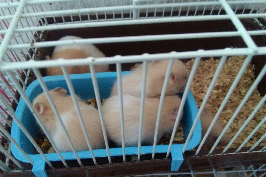 养殖金丝熊需要注意什么?养殖过程很麻烦,批量养殖值得关注!